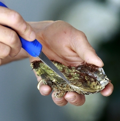 カキの「かいわ（貝話）」を聞こう、不作対策に活用 香川大