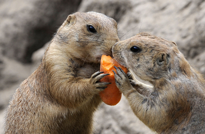 ニンジン分け合う、仲良しプレーリードッグ