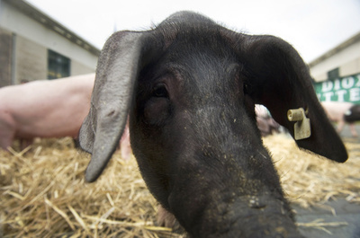 欧州で家畜飼料からGMO由来の禁止添加物、100万トン以上に混入か 仏紙報道