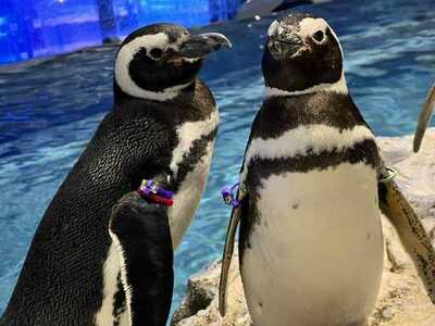 【すみだ水族館】すみだ水族館が「登録博物館」に登録