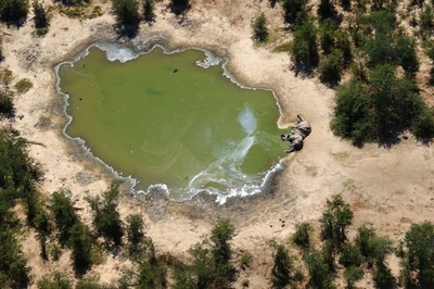 ボツワナの謎のゾウ大量死、細菌の毒素が原因 政府発表