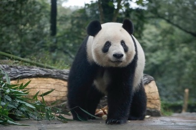 日本人大学生訪中団 シャンシャンと再会の旅