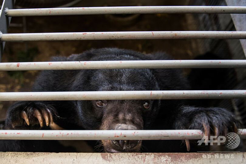 迷信と「いんちき療法」の犠牲になる動物たち【再掲】