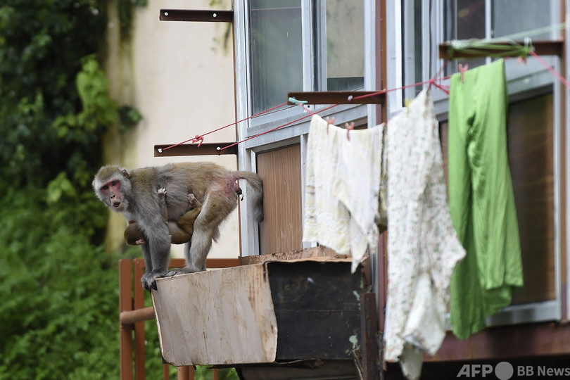 「サルが屋根から投げた」 生後8日の女児死亡 警察が捜査 インド