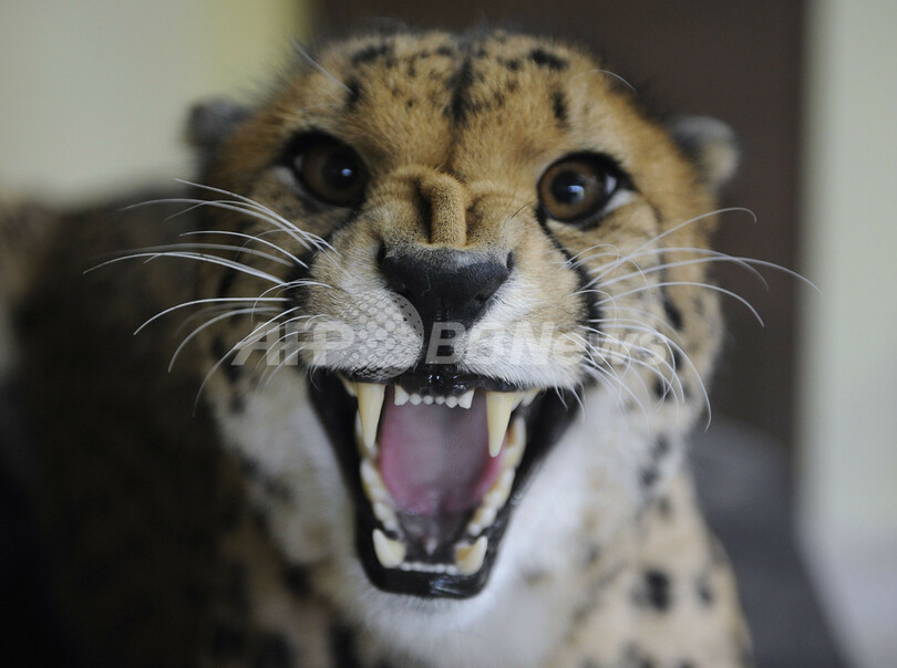 アムネビルのかわいい動物たち 写真10枚 国際ニュース Afpbb News