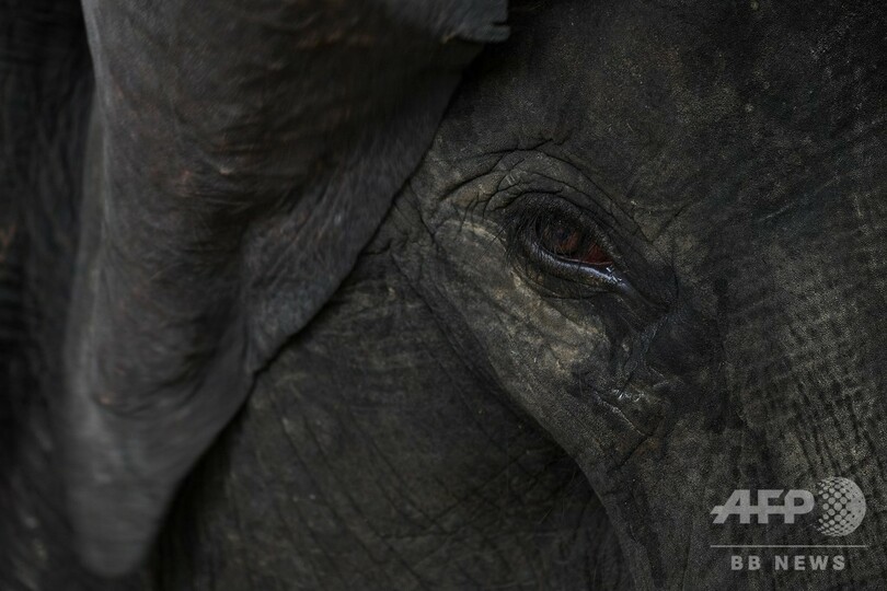 野生ゾウ1頭がトラックにはねられ死ぬ、マレーシア