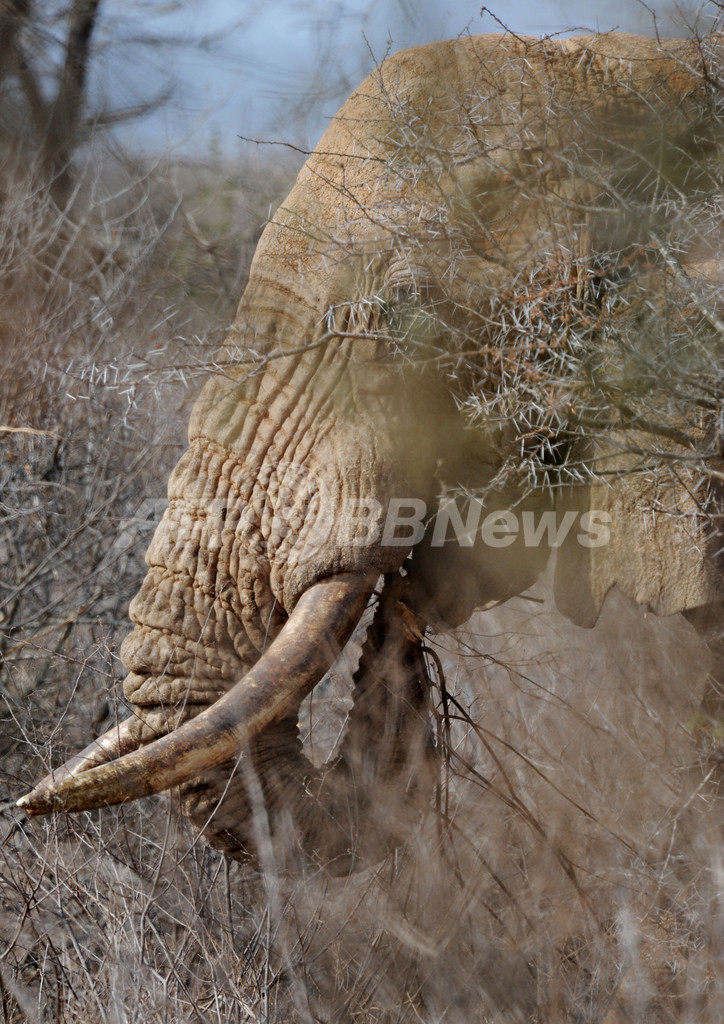 象牙目的で殺されるゾウが急増、ケニアが警告