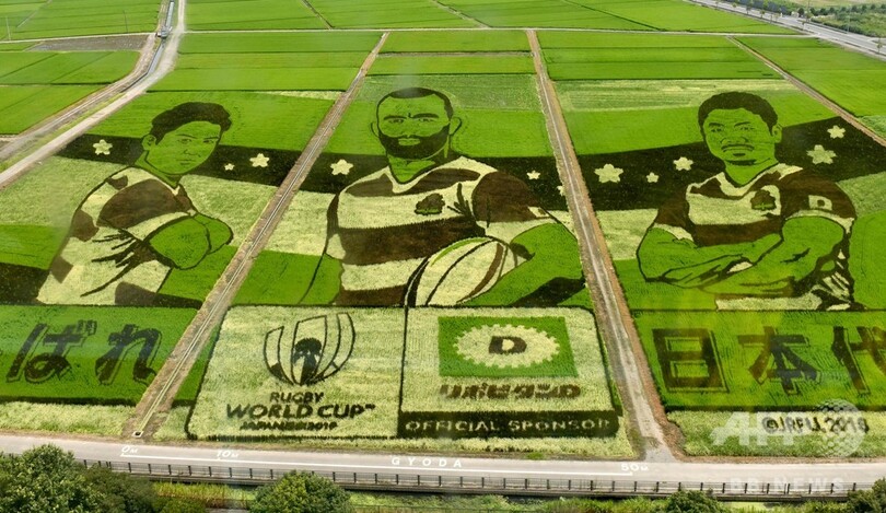 田んぼから応援、ラグビー日本代表の巨大アート出現 埼玉