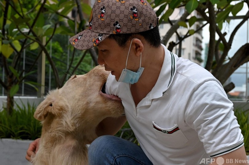 保護された密輸ライオン、首相の一声で中国人飼い主の元へ カンボジア