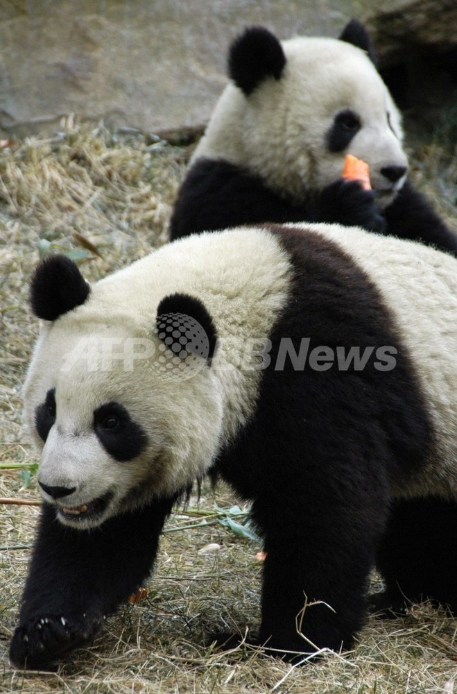 凶暴パンダ またガブリ 写真1枚 国際ニュース Afpbb News