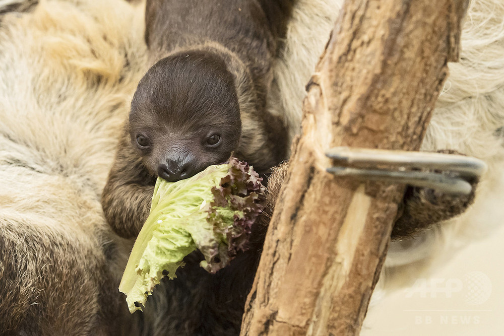 生後1か月のナマケモノの赤ちゃん 写真初公開 ウィーン 写真8枚 国際ニュース Afpbb News