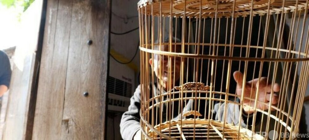 小さな鳥かごに込められた職人の技 中国の愛鳥文化のパートナー 