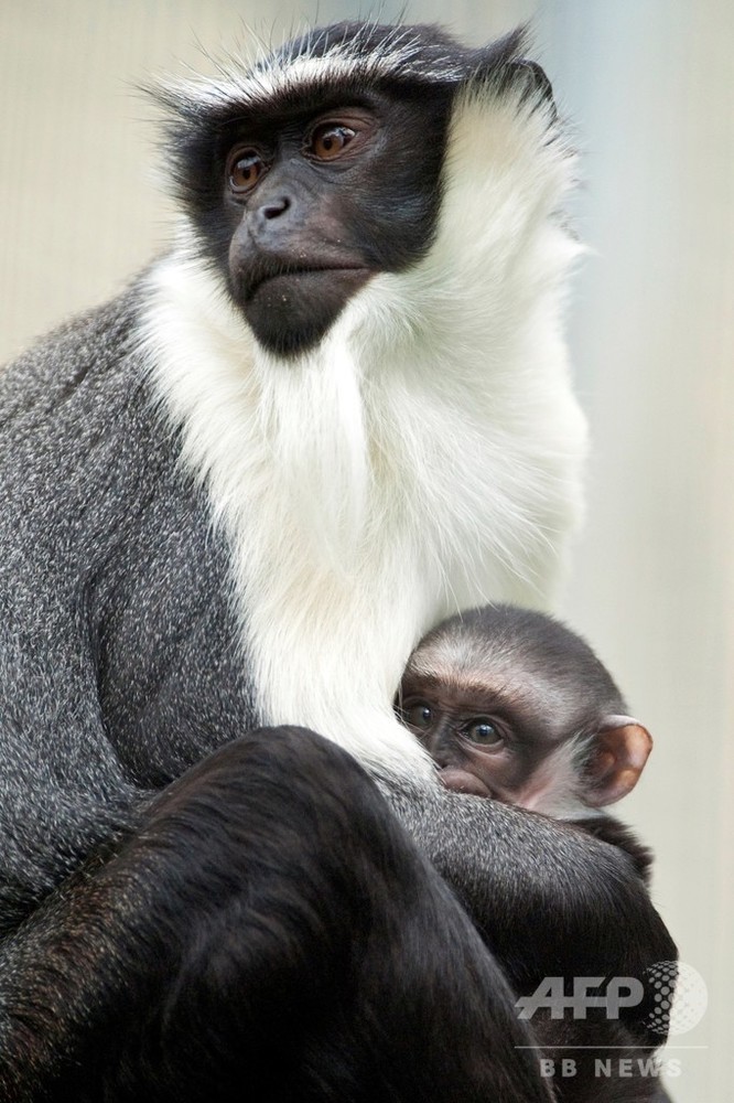 2011 外国切手 国連 絶滅危惧種動物 田型4連刷 3組 未使用 2011 外国切手 国連 絶滅危惧種動物 田型4連刷 3組 未使用 2011 外国
