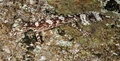 オーストラリア北東部ヨーク岬半島（Cape York Peninsula）のメルビル岬（Cape Melville）山岳地帯の岩場で撮影された新種のヤモリ、ケープメルビル・リーフテールゲッコー（Cape Melville Leaf-tailed Gecko、2013年10月28日提供）。(c)AFP/JAMES COOK UNIVERSITY QUEENSLAND/CONRAD HOSKIN
