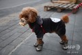 【写真特集】ウイルス対策も工夫次第? 素材も形もさまざまな「マスク」 中国・北京で、手製の「マスク」で口を覆う犬(2020年2月25日撮影)。(c)GREG BAKER / AFP