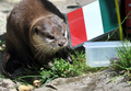 独東部アウエ（Aue）の動物園で、イタリア対スペイン戦の勝者にイタリアを選ぶカワウソ「フェレット」（2012年6月29日撮影）。(c)AFP/HENDRIK SCHMIDT