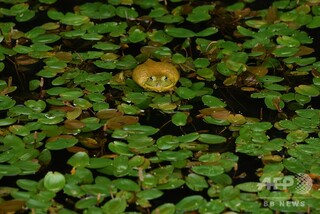 侵入生物種、中国の「一帯一路」で拡大か 研究 侵入生物種、中国の「一帯一路」で拡大か 研究