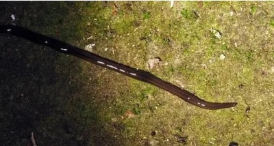 中国内陸で「悪性外来侵入種」が確認