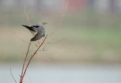 カッコウは「勇敢な旅人」6日で6500キロ飛行 北京・モンゴル・アフリカ