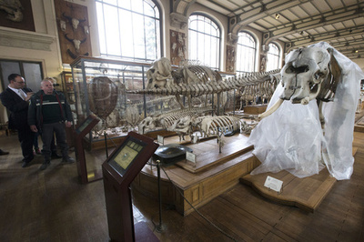 パリで象牙強盗、博物館に侵入しチェーンソーで切断