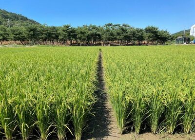 韓国・建築物増加で農地消失…昨年、汝矣島の28倍の田畑が消えた