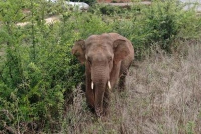 独走のゾウ 群れから12キロの密林に 中国・雲南省