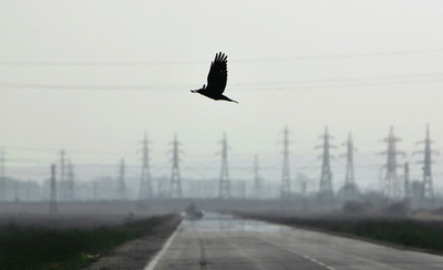 ネパール政府庁舎が停電、カラスの感電死が原因