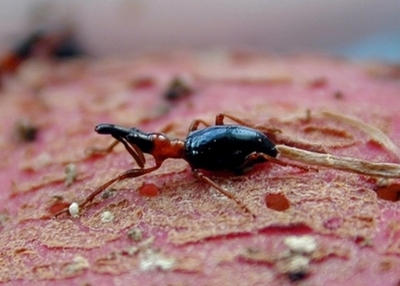 再侵入を許さない！沖縄県久米島におけるアリモドキゾウムシの迅速な根絶事例