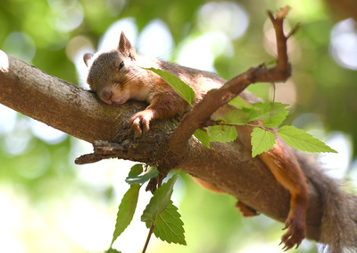 リスも夏バテ？寝そべり涼を取る　東京