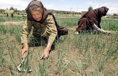 雑草のゲノム解読、穀草類・バイオ燃料増産のカギとなるか
