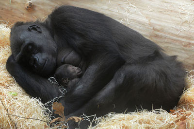 抱き合ってまどろむゴリラの親子、プラハ