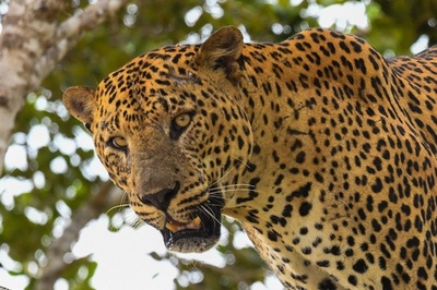 スリランカ・ヤラ国立公園の動物たち
