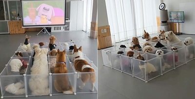 ワンちゃんたちの映画鑑賞会？…韓国・済州島のペット幼稚園が話題