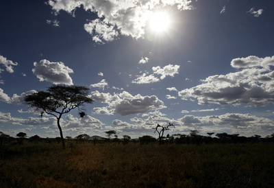 英ヘリ操縦士、密猟者に撃たれ死亡 タンザニア