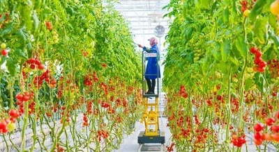 ゴビ砂漠は農産物の一大産地 中国全土に供給