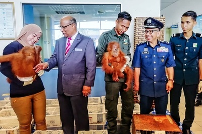 オランウータンなど野生動物400種類を保護、密輸船捕獲で マレーシア