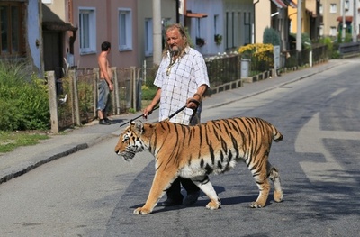 散歩のお供はトラ、チェコ