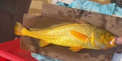 中国の海辺で潮干狩り中の観光客 珍しいフウセイを捕獲