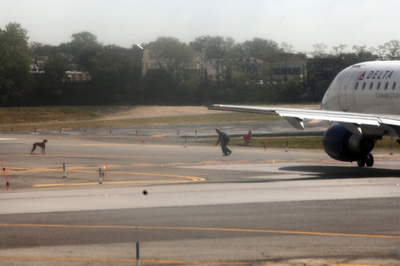 犬が滑走路に！職員とにらめっこ、米NY空港