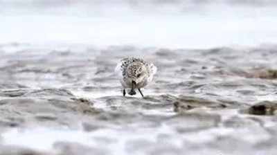 絶滅危惧種のヘラシギ、再び浙江に 世界で200羽の希少鳥類