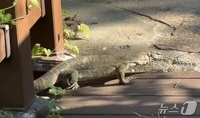 韓国の住宅街に体長1メートルの大型トカゲ…飼い主名乗る男性「1カ月前に逃げた」