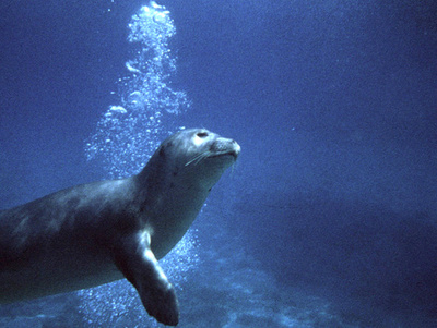ギリシャ海洋公園のマスコット的アザラシ、水中銃で殺される