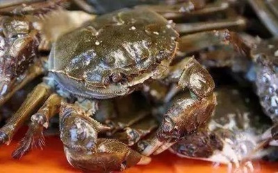 中国の消費者 月餅やカニを食べながら国慶節・中秋節の到来を歓迎