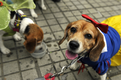 白雪姫やスーパーマン、コスプレワンちゃん大集合 コロンビア