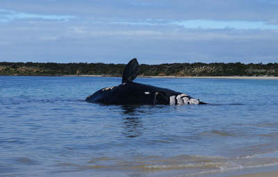 豪の浜辺に希少種セミクジラの死骸、生態解明に期待