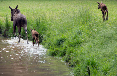 骨折した脚を引きずる幼いヘラジカ、独ハーナウ