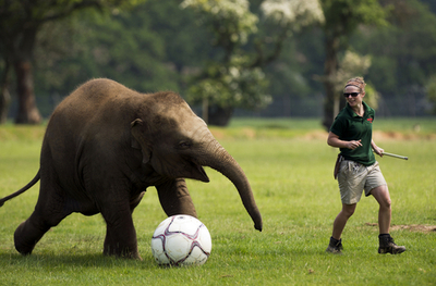 「特大」サッカーボールで遊ぶ子ゾウのドナ、英動物園