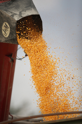 農薬の効かない雑草「スーパーウィード」、米国で大繁殖