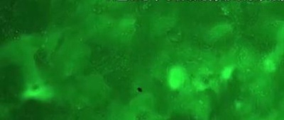 無重力環境下の心筋細胞、世界で初めて「カルシウムシグナル」を観測 中国宇宙ステーション