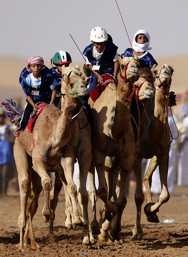 伝統のラクダレース、アブダビで開催